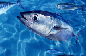 Recreational bluefin tuna fishing permits introduced in new legislation